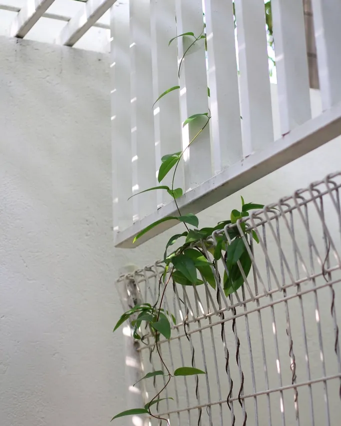 White timber louvres casting soft shadows, with climbing plants